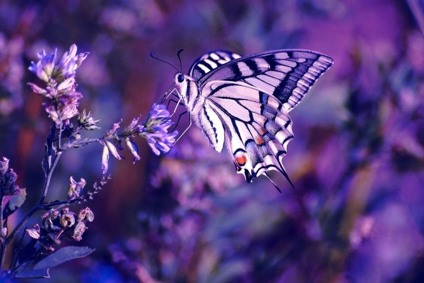Pretty Butterfly Backgrounds - Wallpaper Cave | Epic Car Wallpapers |  Pinterest | Wallpaper, Butterfly wallpaper and 3d wallpaper