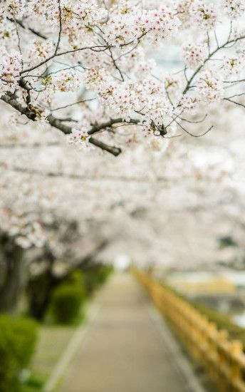 desktop background image of a cherry-blossom scene near the Nagaokatenmangu  Shrine (é·å²¡å¤©æºå®®