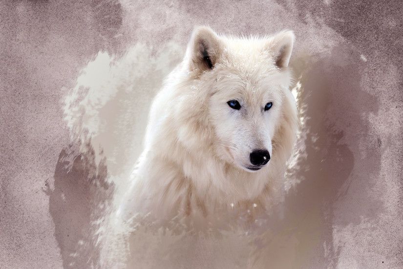 The Wolf Wallpapers | HD Wallpapers