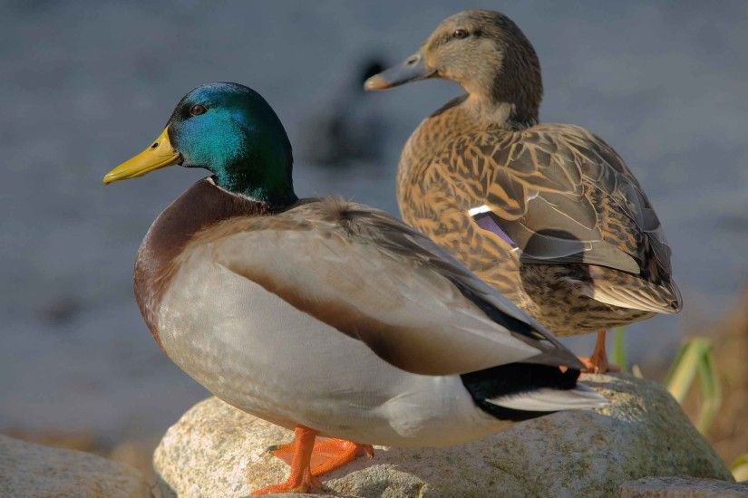 Nature Animal Ducks Mallard World Birds Wallpapers High Resolution  Widescreen