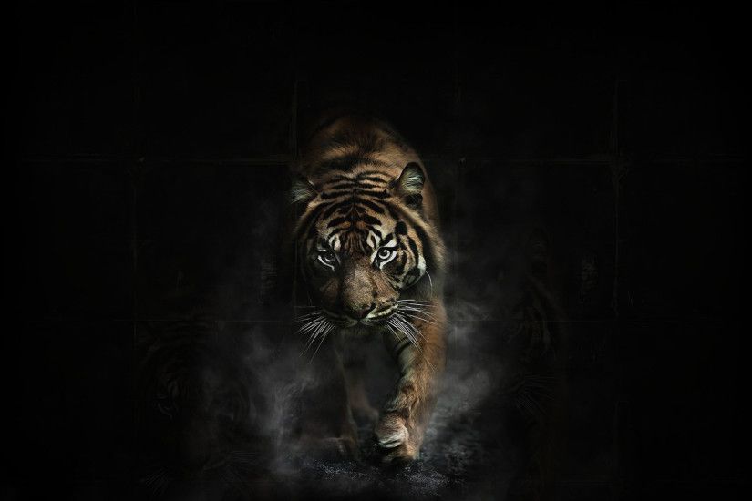 Tiger In Black Background hd wallpaper
