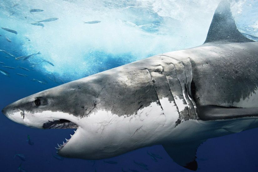 Largest Great White Shark Wallpaper