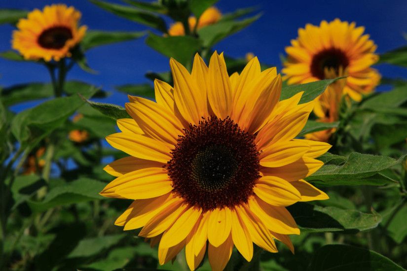 Prairie sunflower Beautiful hd wallpapers in high quality ...