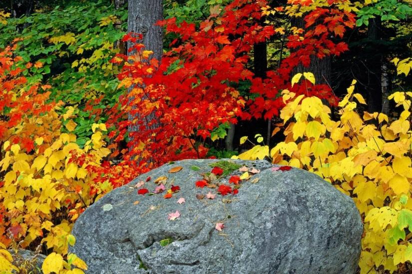 Autumn fall foliage leaves rock Adirondack Mountains wallpaper | 1920x1080  | 524368 | WallpaperUP