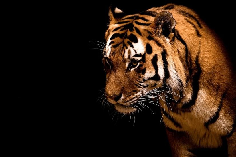 Tiger Black Background 282470