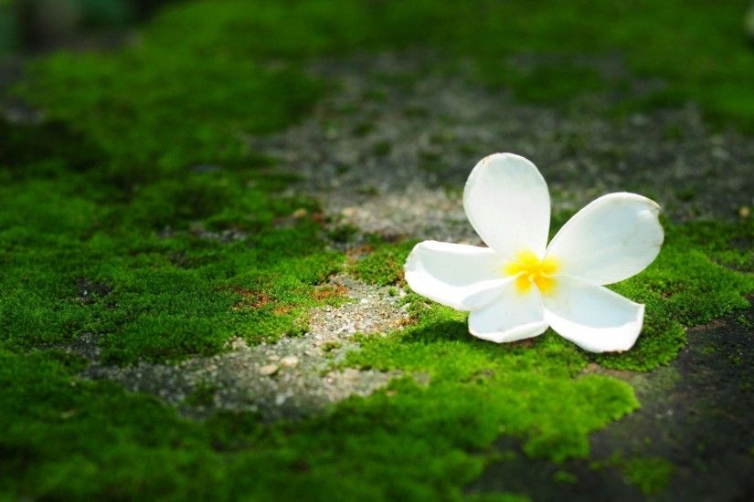 flower flower flower frangipani plumeria green background flower wallpaper  widescreen full screen widescreen hd wallpapers background