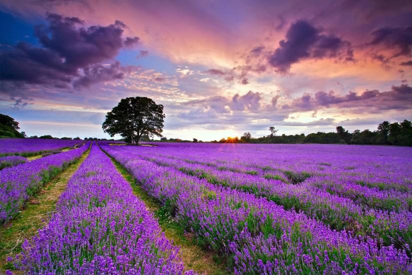 Field England lavender landscape flowers wallpaper