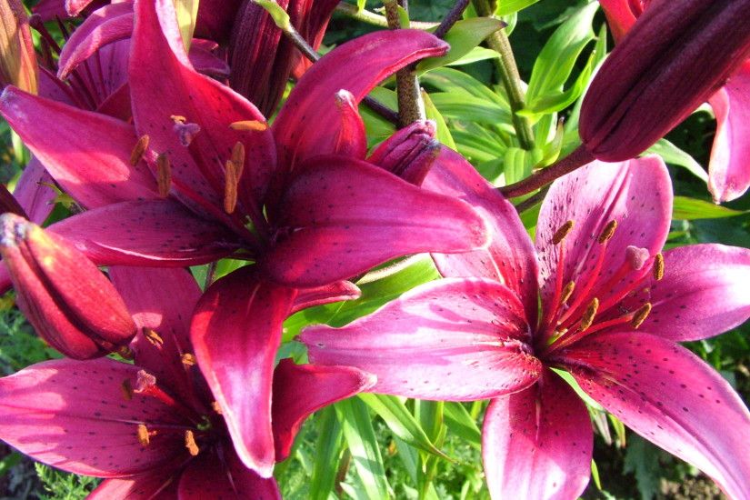 Get full resolution purple-lily image for free!