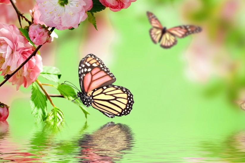 butterfly wallpaper 3840x2160 for android 50
