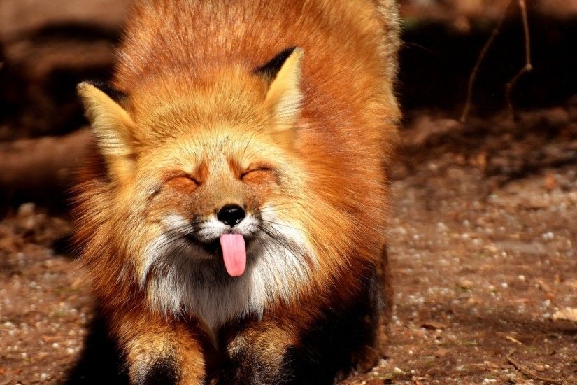 Preview wallpaper fox, funny, protruding tongue 1920x1080