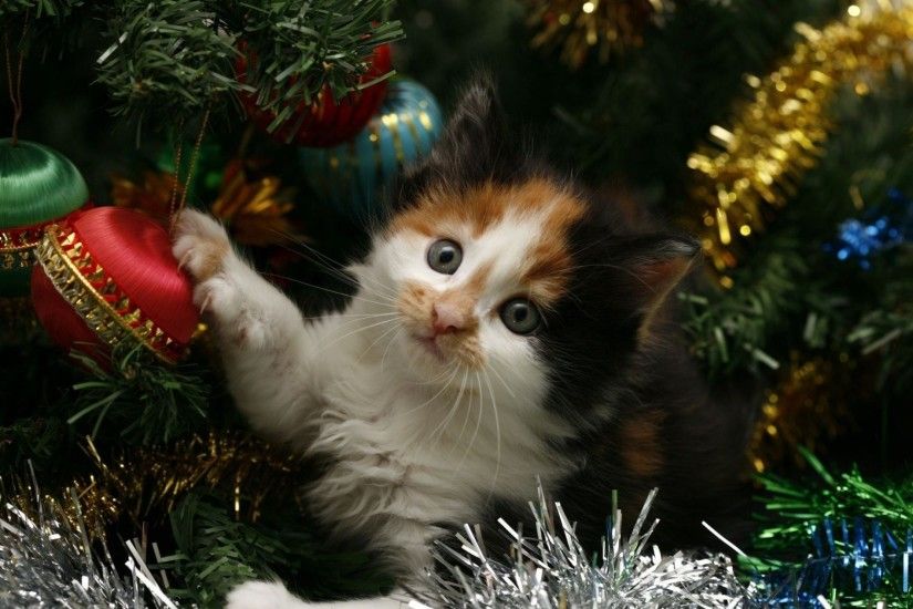 new year holiday christmas tree tinsel cat cat kitten new year cat kitten
