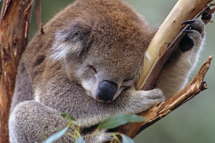 Sleeping koala wallpaper - photo#4