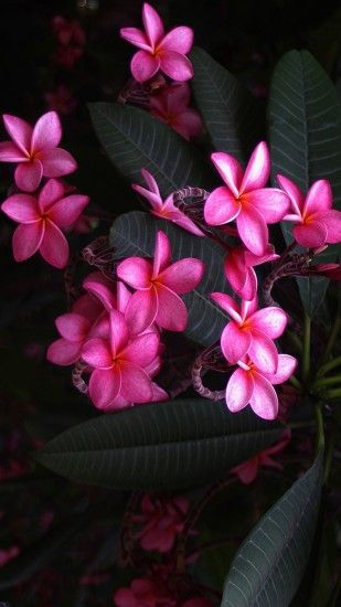 Plumeria Flowers Pink Wallpaper iPhone resolution 1080x1920