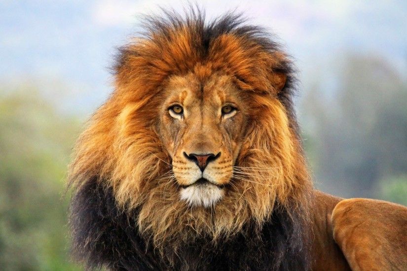 Animal - Lion Cat Animal Wallpaper