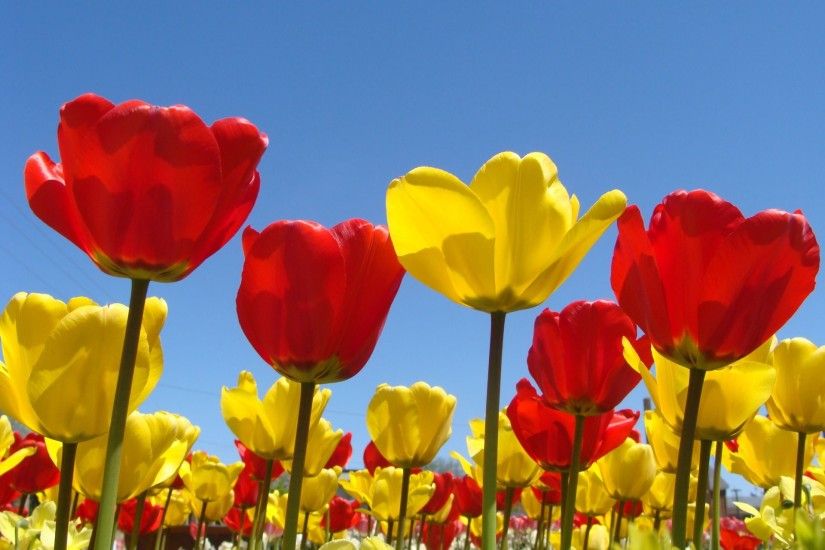 Spring Flowers Background | Spring Flowers Wallpapers in Red, Yellow for Desktop  Backgrounds