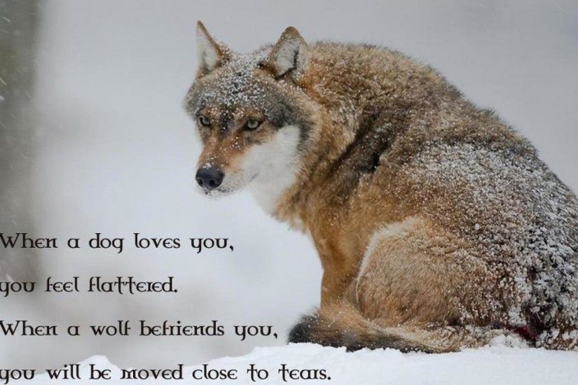 Animals For > Wolf Pack Wallpaper 1920x1080