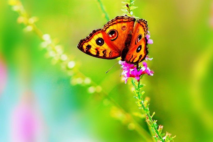 Butterfly HD Wallpaper 2015