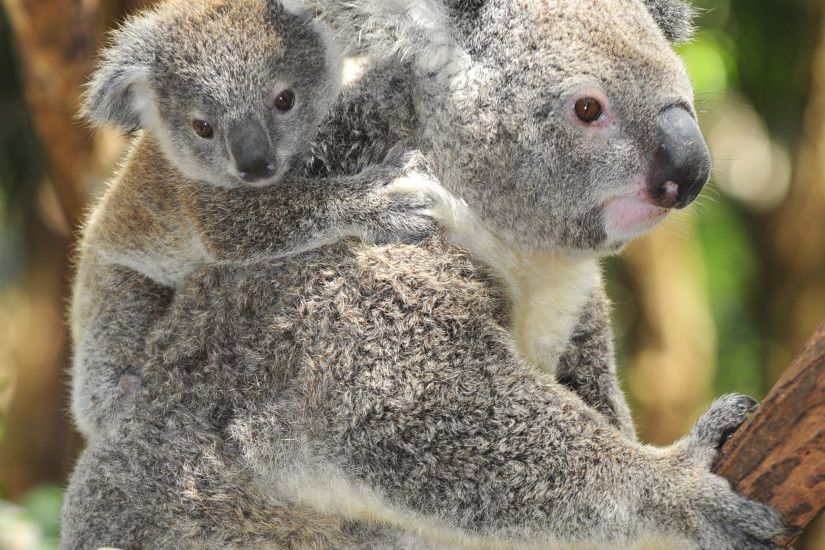 2048 x 2048 iPod 3 wallpapers, backgrounds - Mother Koala Gives Baby A  Piggy Back