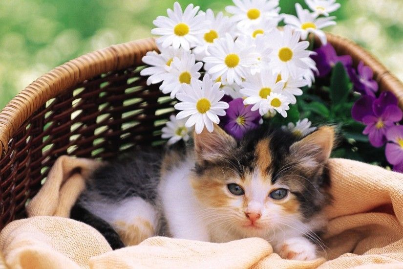 Flowers Cats Kitten Kittens Cat Baby Animals And Spring