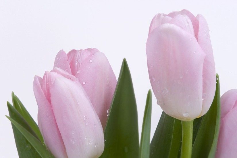 Pink Fresh Tulips Wallpaper Flowers Nature Wallpapers