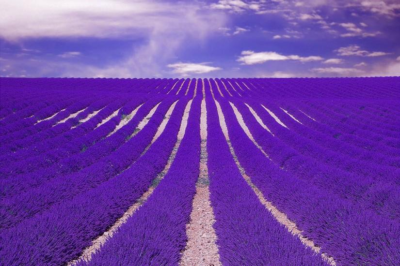 Lavender wallpaper - Purple Lavender wallpaper7 - Wallcoo.net