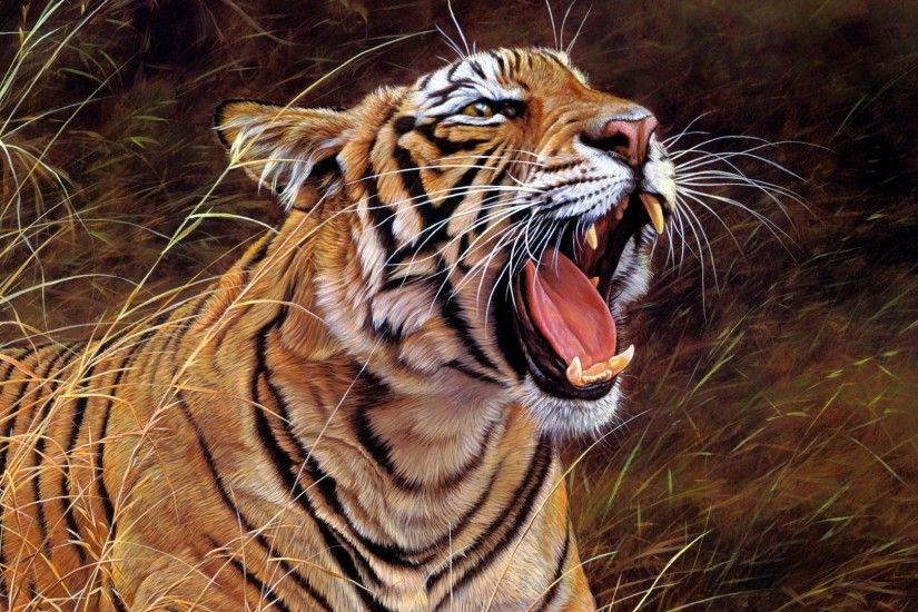 tiger, big cat, teeth