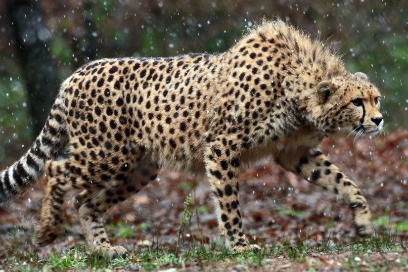 Animals / Cheetah Wallpaper