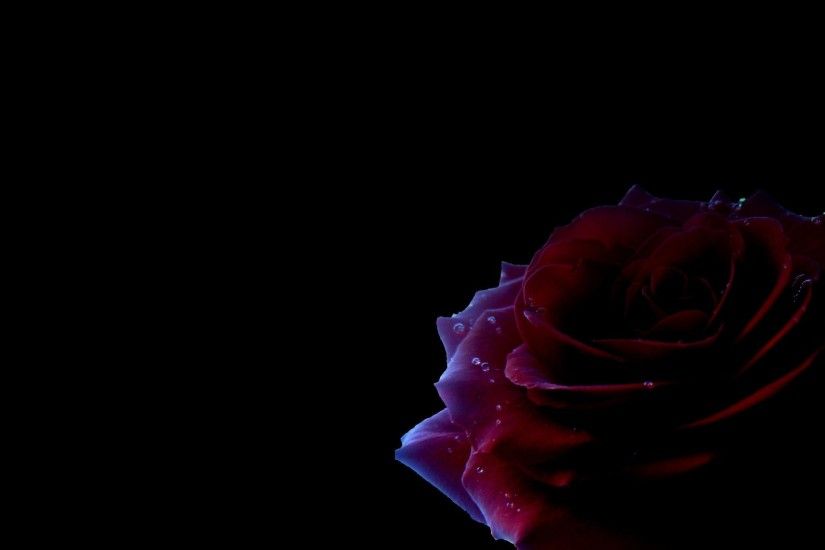 #771144 Color - Roses Black Red Rose Flower Hd Images Free Download for HD  16