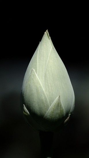 Gray Tulip Bulb Macro Black Background iPhone 6 wallpaper