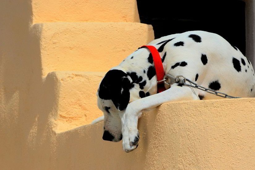 dalmatian dog breed. Â«Â«
