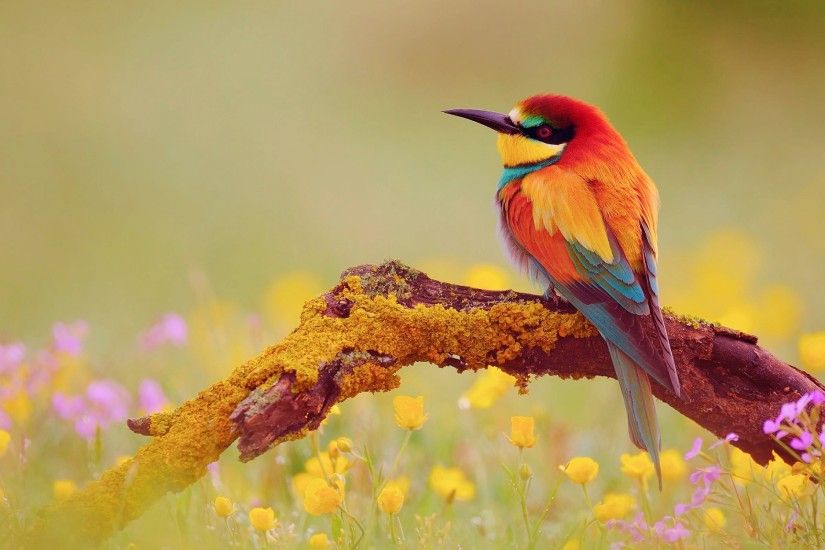 ... Wallpaper Birds - WallpaperSafari Colorful bird pics
