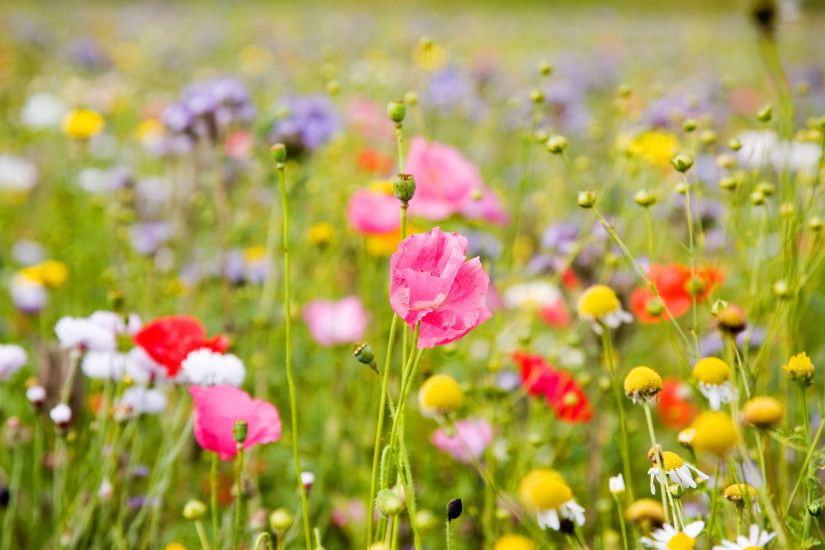 Summer Flowers Wallpapers Free