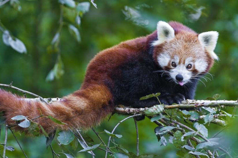 Red Panda Wallpapers Hd