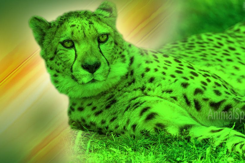Best Cheetah Wallpapers and Backgrounds