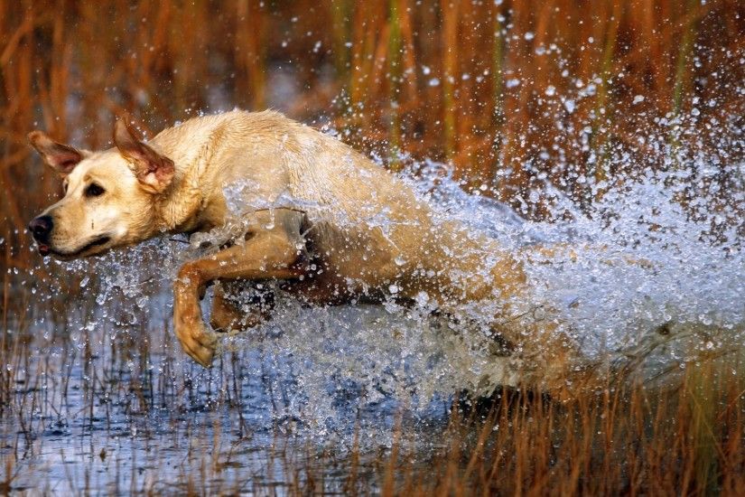 1920x1080 Wallpaper dog, labrador, jump, water, grass, hunting