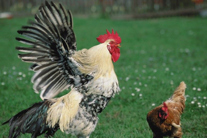 3840x2160 Wallpaper hen, rooster, grass