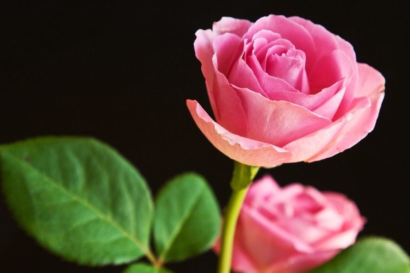 Beautiful Rose Flower Wallpaper HD Free.
