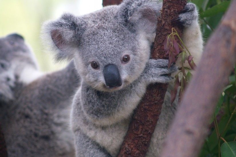 cartoon koala bear pics download