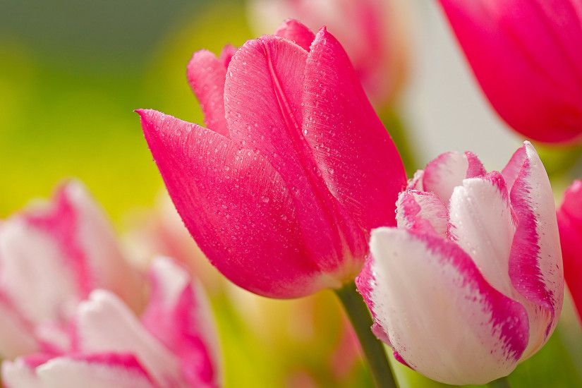 pink tulip flowers images and wallpapers desktop wallpapers high definition  monitor download free amazing background photos artwork 1920Ã1200 Wallpaper  HD