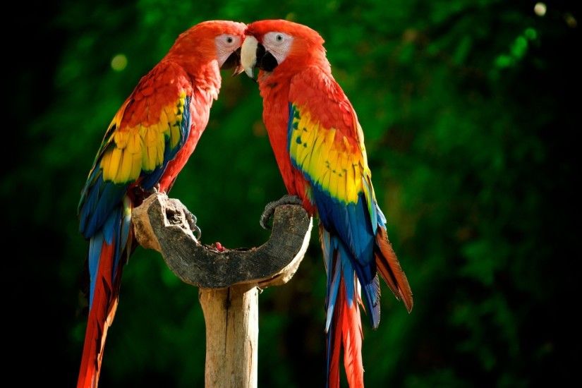 Related Wallpapers from Mallard Duck. Cute Macaw Wallpaper .