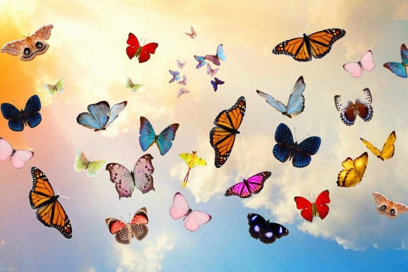 7. butterfly-wallpaper-High-Resolution-Download4-600x338
