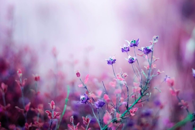 Purple Flower Wallpaper Photo