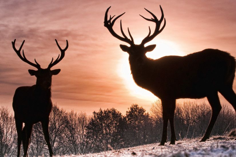 wallpaper.wiki-Deer-hunting-images-HD-Free-Download-