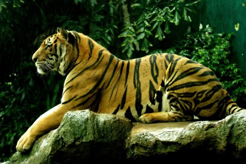 2560x1600 Royal Bengal Tiger HD Animal Wallpaper