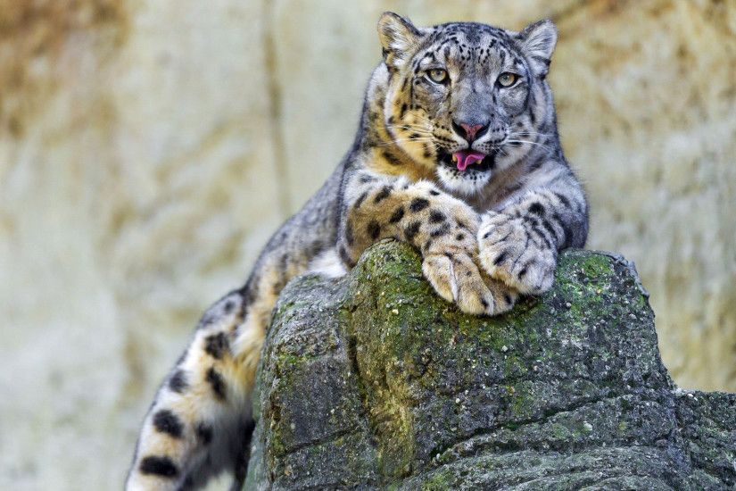 Snow Leopard Wallpapers HD Pictures | One HD Wallpaper Pictures .