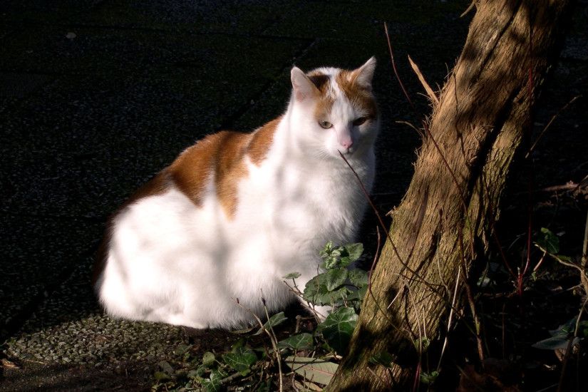 HD wallpaper red white cat near tree