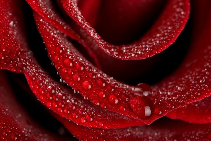 ... A Beautiful Red Rose Wallpapers Download HD Wallpapers