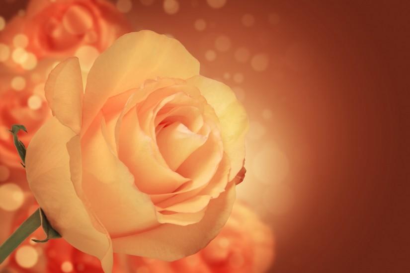 download rose background 1920x1403 photo
