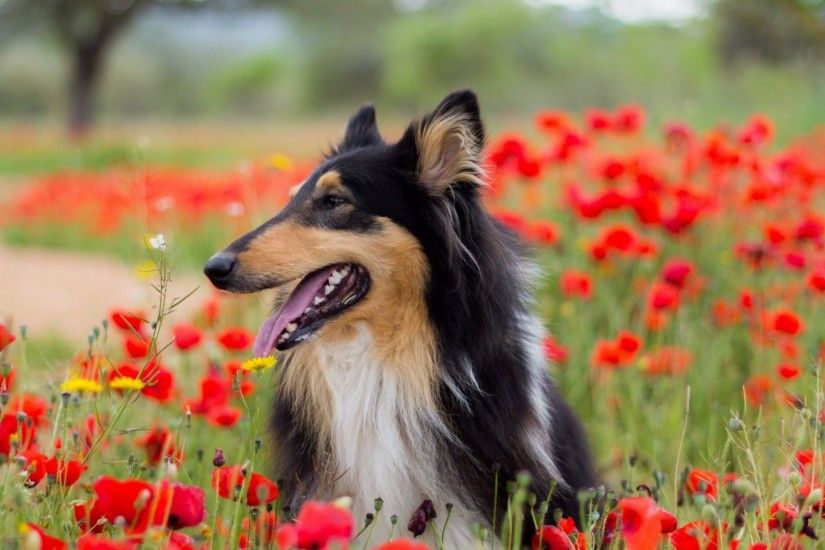 Flower Tag - Dog Flowers Spring Meadow Flower Dogs Image Free Download for  HD 16: