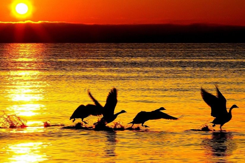 nature geese swans silhouettes sea river water reflection waves sun sunset  background wallpaper widescreen full screen